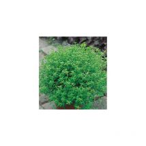 Thym citron - lot de 2 godets - herbe aromatique