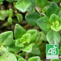 Thym citron BIO/Lot de 5 godets