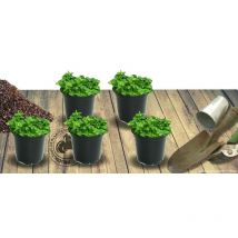 Plantes Avenue - Thym citron citriodorus Golden Dwarf | Conditionnement: Lot de 5 godets