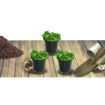 Thym citron citriodorus Silver Queen | Conditionnement: Lot de 3 godets