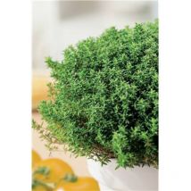 Thym d'hiver - 1 g - herbe aromatique
