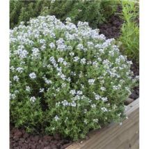 Thym officinal - 2 godets - herbe aromatique