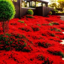 Thymian Samen Rot 50000 – Aromatische Kräuterpflanze, Rote Sorte Für Garten Und Topf