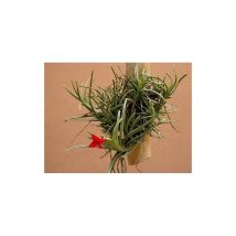Planeta huerto Tillandsia Albertiana eco Plantas - Tamaño: l - Se sirven sin maceta, varias unidades apelotonadas