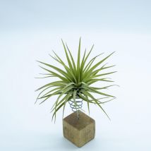 Planeta huerto Tillandsia Brachycaulos Multiflora eco Plantas - Se sirven sin maceta ni soporte