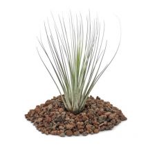 Planeta huerto Tillandsia Juncea Plantas - Tamaño: l - Se sirven sin maceta