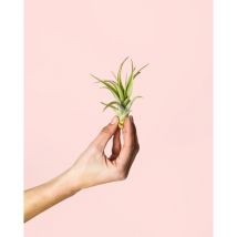 Tillandsia Multiflora Mini Planta de Aire Natural Pur Plant
