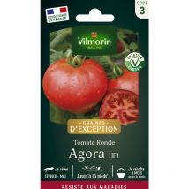 Tomate Agora F1 - Graines d'Exception