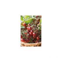 Tomate cerise black cherry - 30 semences - graines de legumes