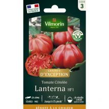 Tomate Lanterna F1 - Graines d'Exception