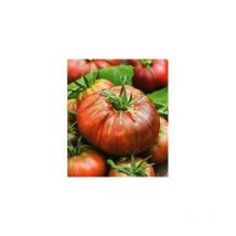 Tomate noire russe charbonneuse - 0.1 g - graines de legumes