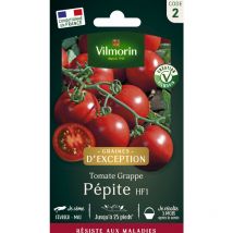 Tomate Pépite F1 - Graines d'Exception