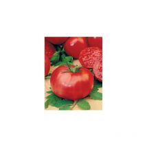 Tomate rose de berne - 0.5 g - graines de legumes