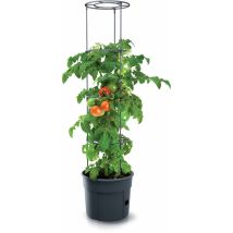 Tomaten Pflanztopf Rund Mit Rankhilfe - 153 X 29 Cm - Anwuchshilfe Mit Integriertem Bewässerungsboden - Pflanz Turm Für Rankgewächse Höhe 4-fach 