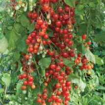 Thompson&morgan - Tomato Sweet Million F1 Hybrid 1 Seed Packet