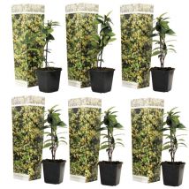 Plant In A Box - Jasmin étoilé - Set de 6 - Trachelospermum jasminoides - Hauteur 25-40cm - 9cm