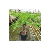 Palma cinese di Chusan 'Trachycarpus fortunei' pianta in mastello 45 cm