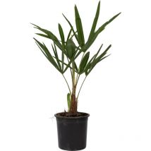 Palmier de Chine - Trachycarpus Fortunei - Hauteur 35-45cm - 15cm