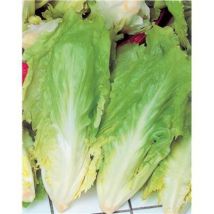 Chicoree scarole cornet de bordeaux - 6 g - graine