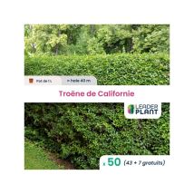 Leaderplant.com - 50 x Troène de Californie en pot de 1 l