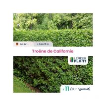 11 x Troène de Californie en pot de 1 l