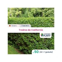 50 x Troène de Californie en pot de 4 l