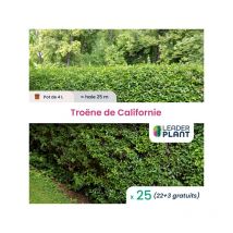25 x Troène de Californie en pot de 4 l