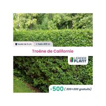 500 x Troène de Californie en godet