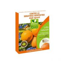 Feromone contro Minatrice degli Agrumi Ueber