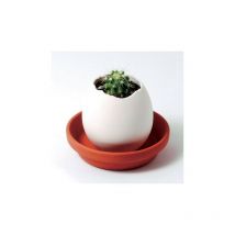 Kit Oeuf Cactus Prêt à Pousser