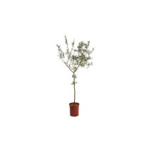 Ulivo Olivo mensa olio "Olea europea" pianta portamento ad alberello in vaso 16 cm h. 100/120 cm con canna