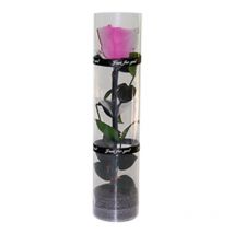 Une vraie rose préservée, une rose éternelle, une rose durable, une rose à floraison éternelle - rose blanc