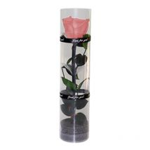 Une vraie rose préservée, une rose éternelle, une rose durable, une rose à floraison éternelle - rose corail