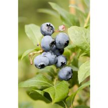 Pflanzen-für-dich.de - Heidelbeere 'spartan' Vaccinium Corymbosum 'spartan' 2 L Topf 40-