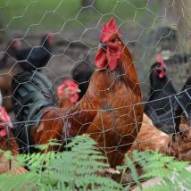 Niederberg Metall - valla de Tela Metálica hexagonal + Postes Rollo 10m Altura tela metálica 0,75m Malla 25x25mm Incl 8 Postes altos 105cm malla