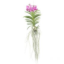 Orchidée - Vanda 'Pink' - Hauteur 45-55cm