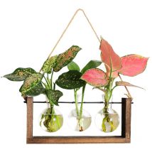 Feiyue - Vase en forme de u à 3 boules pour plantes d'ananas vertes hydroponiques à fixation murale, cadre en bois