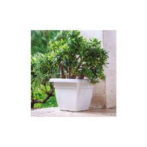 Vasar – Vaso Quadro Atena 40 Avano – 40cm x 40cm x 35cm – Capacità 25Lt – Giardino e piscine