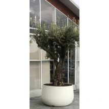 Vaso Urbano acaya 84 in Resina per piante di grosse dimensioni Vasar by Telcom Colore: Bianco Perla