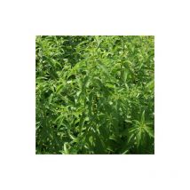 Verveine citronnelle/Lot de 3 godets