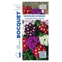 Verveine HYB à grande fleur variée - 0,5g