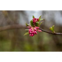 Viburnum bodnantense 'Dawn' 10L 80- 100