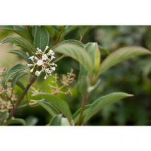 Hilliers Schneeball 'Winton' Viburnum hillieri 'Winton' Sta c 5 Krone einj. Sth. 60-