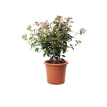 Kentis - Viburnum Tinus 'Eve Price' - Pianta di Viburno - Piante Vere da Esterno Sempreverdi Resistenti - Pianta da Siepe - h 40-50 cm Vaso ø 18 cm