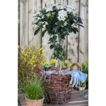 Viburnum tinus 5L 30- 40