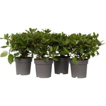 Plant In A Box - Viorne tin - Set de 4 - Viburnum tinus - Hauteur 25-40cm - 17cm