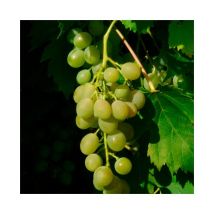 Vigne 'Ampelia Amandin' - vitis vinifera 3L