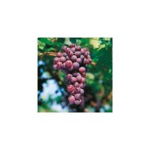 Vigne cardinal rose - pot 1.5 litre - petit fruit