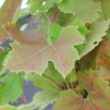 Vigne d'ornement brandt/Godet