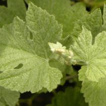 Vigne d'ornement Incana/Pot de 1,5L